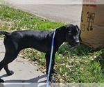 Small Photo #17 German Shorthaired Pointer Puppy For Sale in MCKINNEY, TX, USA
