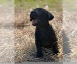 Small Photo #23 Labrador Retriever Puppy For Sale in BONAIRE, GA, USA