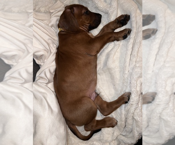 Medium Photo #4 Rhodesian Ridgeback Puppy For Sale in MURFREESBORO, TN, USA