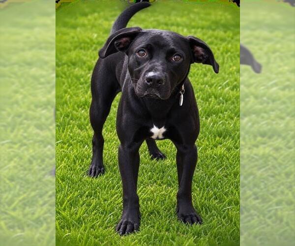 Medium Photo #1 Labrador Retriever-Unknown Mix Puppy For Sale in Forestville, MD, USA
