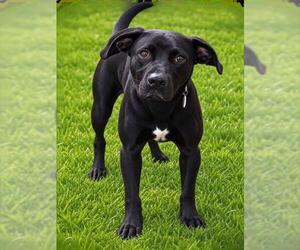 Labrador Retriever-Unknown Mix Dogs for adoption in Forestville, MD, USA