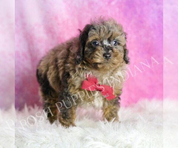 Medium Photo #4 Poodle (Miniature) Puppy For Sale in WARSAW, IN, USA