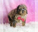 Small #3 Poodle (Miniature)