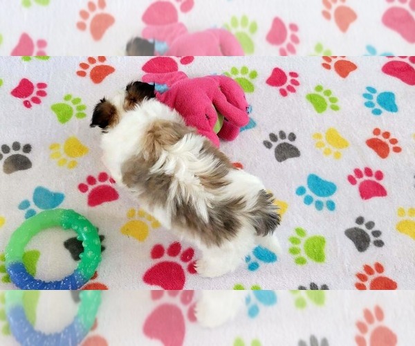 Medium Photo #11 Papitese Puppy For Sale in ORO VALLEY, AZ, USA