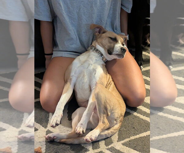 Medium Photo #4 Mutt Puppy For Sale in Aurora, IN, USA