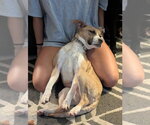 Small #3 Mutt