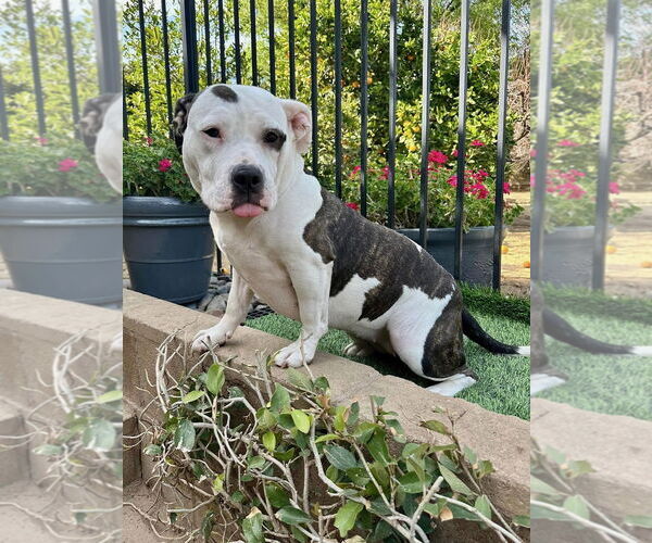 Medium Photo #12 American Staffordshire Terrier-Unknown Mix Puppy For Sale in Redlands, CA, USA