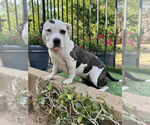 Small #11 American Staffordshire Terrier Mix