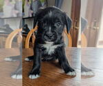Small #3 Bearded Collie Mix