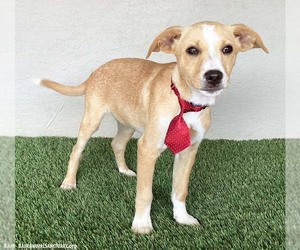 Dan - Male Boxador Dog for Adoption - Photo #2