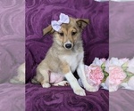 Small Photo #6 Shetland Sheepdog-Unknown Mix Puppy For Sale in PEACH BOTTOM, PA, USA