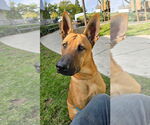 Small #3 German Shepherd Dog Mix