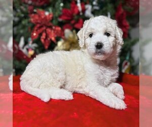 Aussiedoodle-Goldendoodle Mix Puppy for sale in SAINTE GENEVIEVE, MO, USA