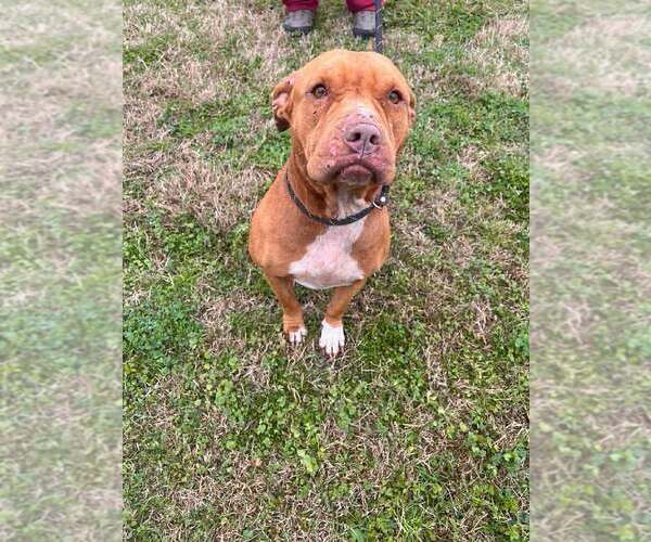 Medium Photo #3 Mutt Puppy For Sale in Abbeville, LA, USA