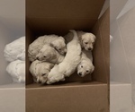 Small Photo #17 Goldendoodle Puppy For Sale in COATESVILLE, PA, USA