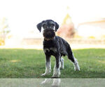 Small Photo #10 Schnauzer (Miniature) Puppy For Sale in WARSAW, IN, USA