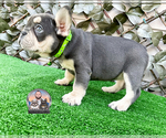 Small #3 French Bulldog