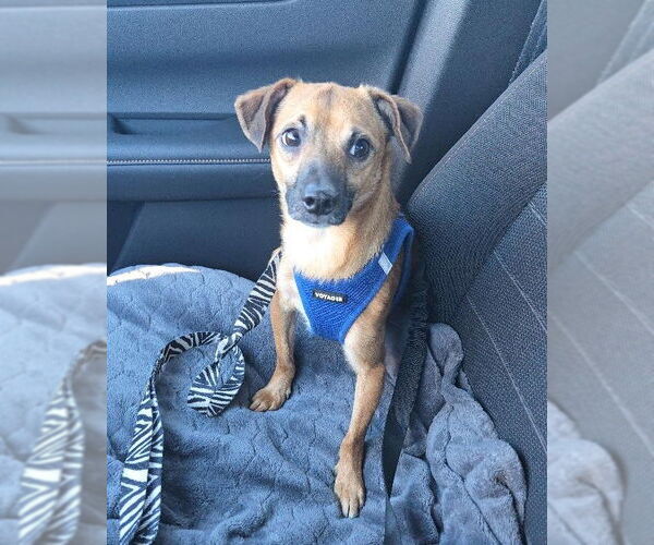 Medium Photo #1 Chihuahua-Unknown Mix Puppy For Sale in Aurora, CO, USA