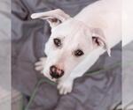 Small #7 Labrador Retriever Mix