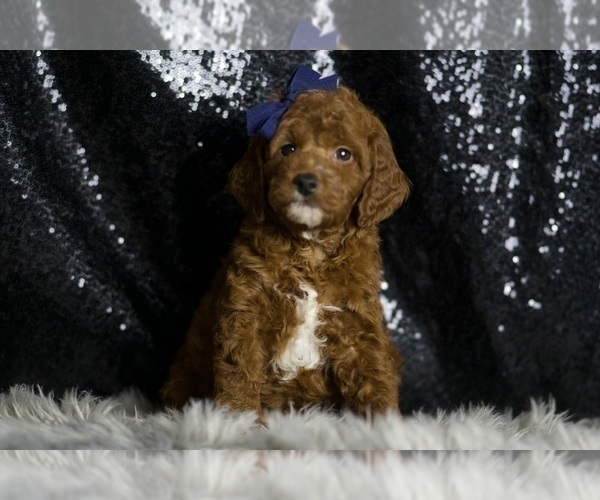 Medium Photo #1 Goldendoodle (Miniature) Puppy For Sale in WARSAW, IN, USA