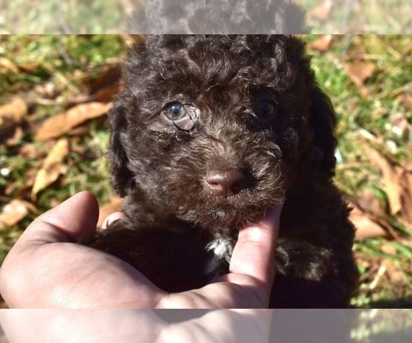 Medium Photo #3 Poodle (Miniature)-Schnoodle (Miniature) Mix Puppy For Sale in RIVERDALE, MD, USA