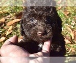 Small Photo #3 Poodle (Miniature)-Schnoodle (Miniature) Mix Puppy For Sale in RIVERDALE, MD, USA