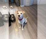 Small #6 Labrador Retriever Mix