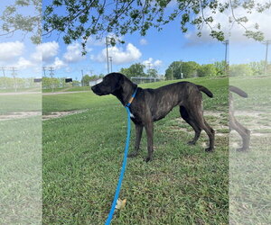 Hazel - Female Pointer-Unknown Mix Dog for Adoption - Photo #3