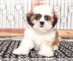 Shih Tzu Puppy for sale in NAPLES, FL, USA