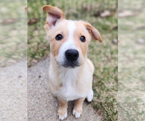 Medium Photo #1 Mutt Puppy For Sale in New London, WI, USA