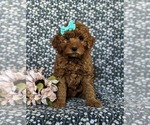 Small Photo #1 Goldendoodle (Miniature) Puppy For Sale in DELTA, PA, USA