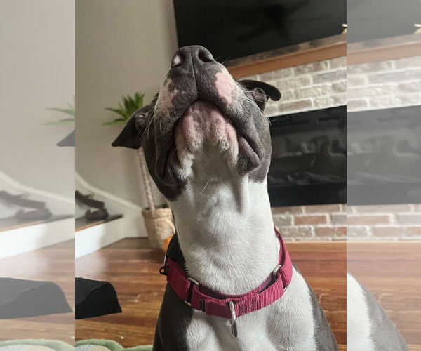 Medium Photo #12 Mutt Puppy For Sale in Philadelphia, PA, USA