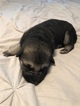 Small Photo #5 German Shepherd Dog Puppy For Sale in HARRISON, TN, USA