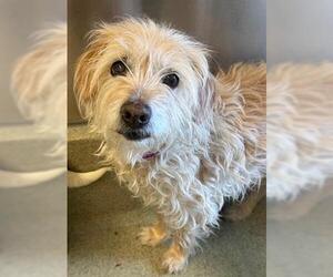 Cairn Terrier-Unknown Mix Dogs for adoption in San Martin, CA, USA