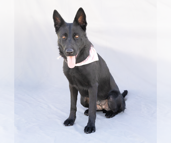 Medium Photo #2 German Shepherd Dog Puppy For Sale in Pasadena, CA, USA