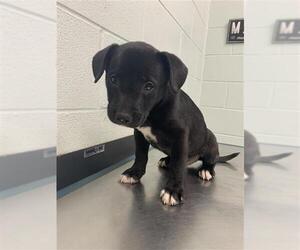 Labrador Retriever-Unknown Mix Dogs for adoption in Corpus Christi, TX, USA