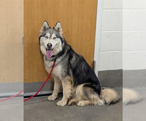 Siberian Husky Dogs for adoption in Forestville, MD, USA