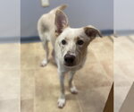 Small #1 Labrador Retriever Mix