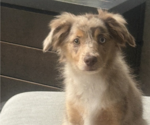 Medium Photo #3 Miniature Australian Shepherd Puppy For Sale in FORT MYERS, FL, USA