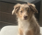 Small #2 Miniature Australian Shepherd