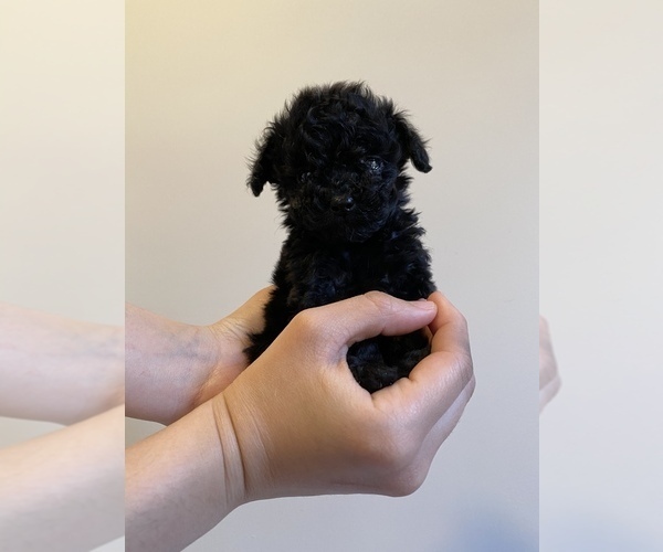 Medium Photo #11 Poodle (Miniature) Puppy For Sale in JERSEY CITY, NJ, USA