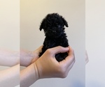 Small Photo #11 Poodle (Miniature) Puppy For Sale in JERSEY CITY, NJ, USA