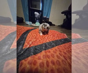 Miniature Australian Shepherd Puppy for sale in GILMER, TX, USA