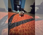 Small Miniature Australian Shepherd