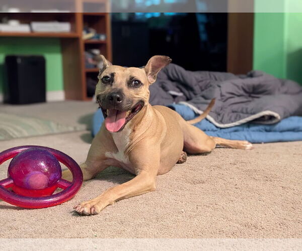 Medium Photo #11 American Staffordshire Terrier-Unknown Mix Puppy For Sale in Arlington, VA, USA