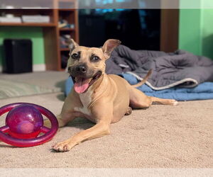 Polly - Female American Staffordshire Terrier-Unknown Mix Dog for Adoption - Photo #11
