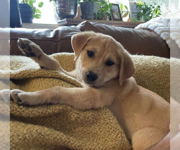 Medium Photo #3 Mutt Puppy For Sale in Laramie, WY, USA