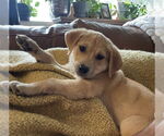 Small #2 Mutt