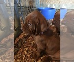 Small Photo #6 Vizsla Puppy For Sale in TYLER, MN, USA