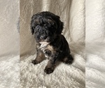 Small Photo #2 Poodle (Miniature) Puppy For Sale in APPLE CREEK, OH, USA